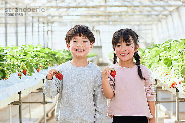 Asian children holding strawberries in a greenhouse