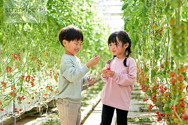 Asian kids in a tomato greenhouse