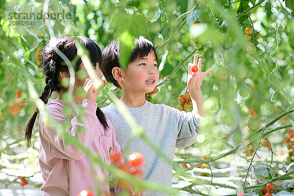 Asian children standing in a greenhouse with tomatoes