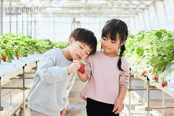 Asian children standing in a greenhouse holding strawberries