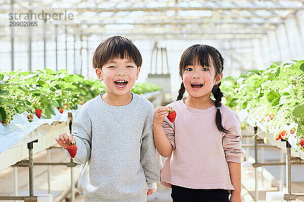 Asian children standing in a greenhouse holding strawberries