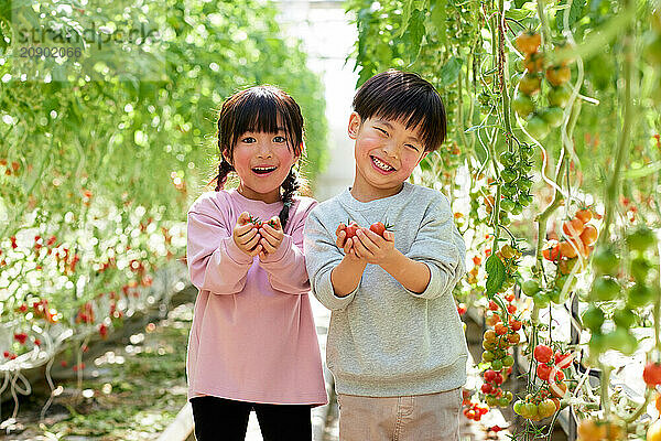 Asian kids in a tomato greenhouse