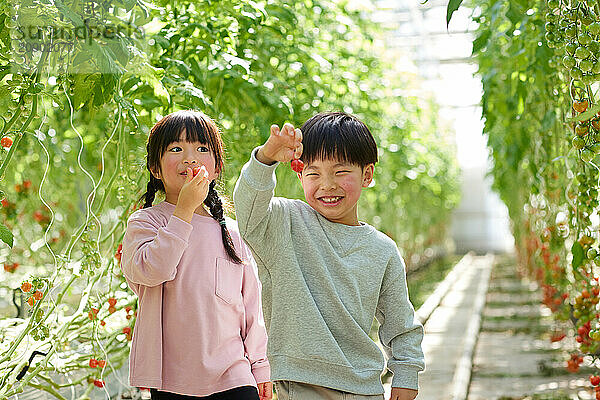 Asian kids in a tomato greenhouse