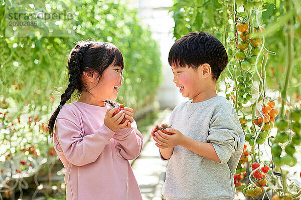 Asian kids in a tomato greenhouse