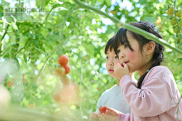 Asian children standing in a garden with tomatoes