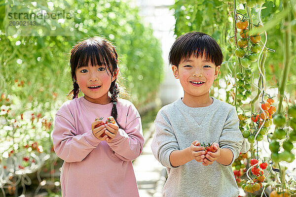 Asian kids in a tomato greenhouse