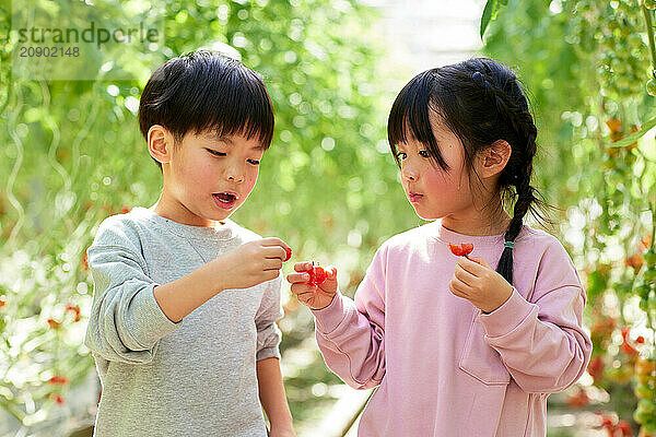 Asian kids in a tomato greenhouse