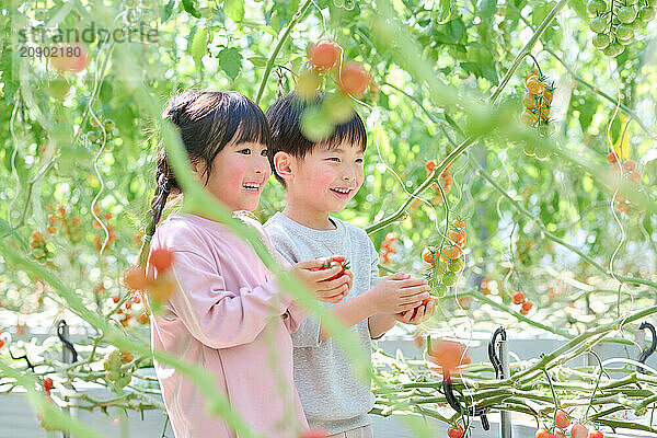 Asian children standing in a greenhouse holding tomatoes