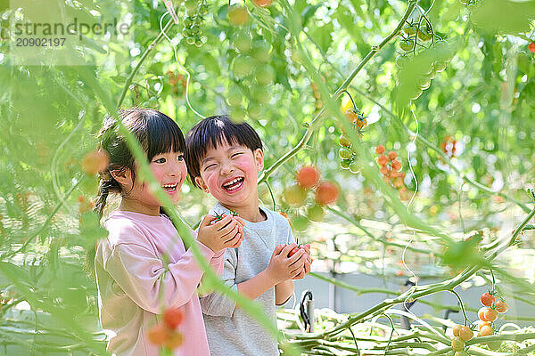 Asian children standing in a garden with tomatoes