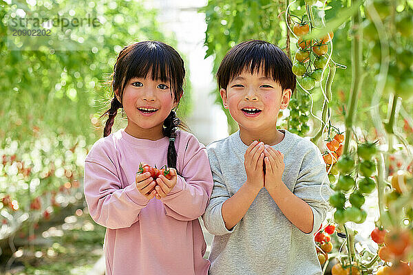 Asian kids in a tomato greenhouse