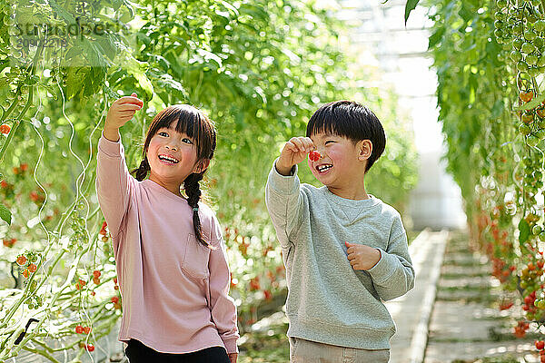 Asian kids in a tomato greenhouse