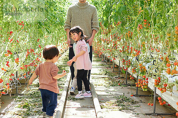 Asian family in a tomato greenhouse