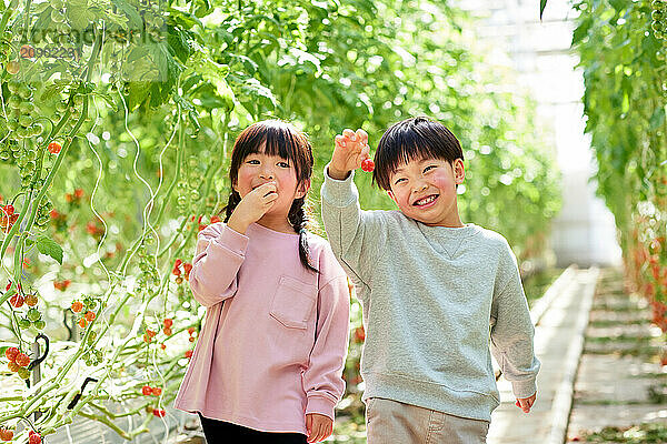 Asian kids in a tomato greenhouse