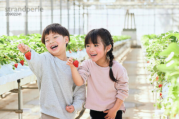 Asian children standing in a greenhouse holding strawberries