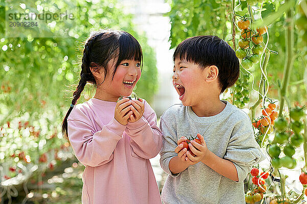 Asian kids in a tomato greenhouse