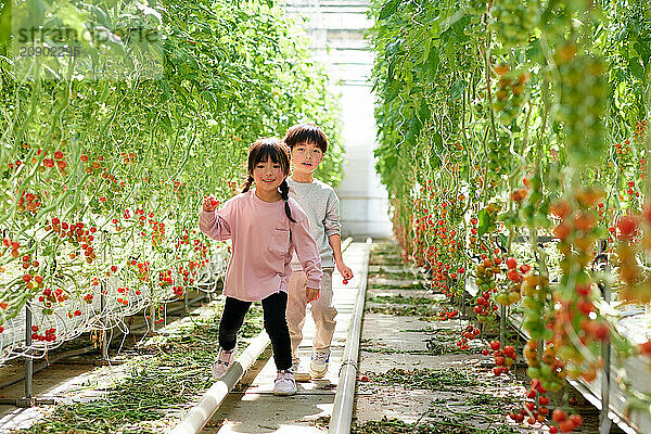 Asian kids in a tomato greenhouse