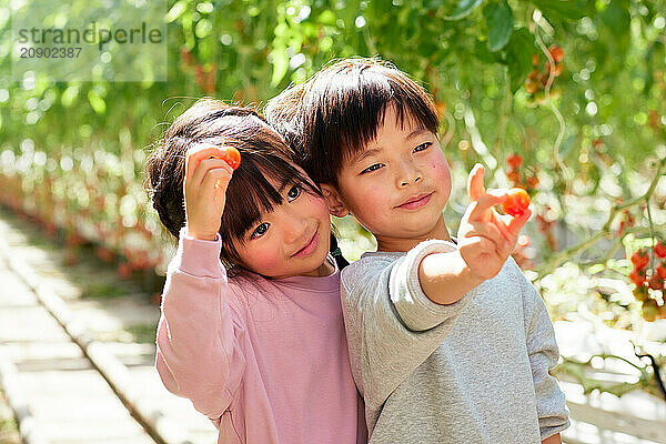 Asian kids in a tomato greenhouse