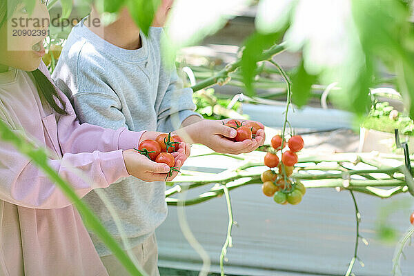 Asian children holding tomatoes in a greenhouse