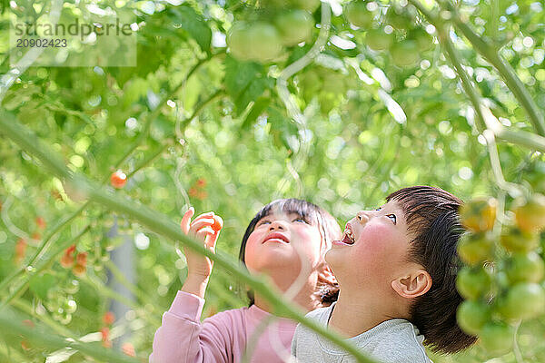 Asian children looking up at tomatoes in a garden