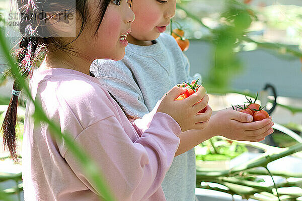 Asian children standing in a garden holding tomatoes