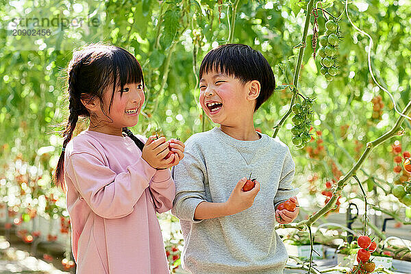 Asian kids in a tomato greenhouse