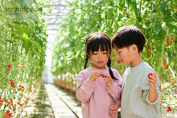 Asian kids in a tomato greenhouse