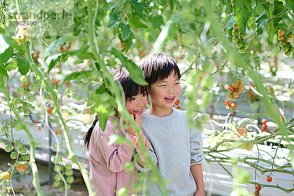 Asian children standing in a greenhouse with tomatoes