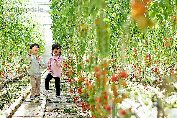 Asian kids in a tomato greenhouse