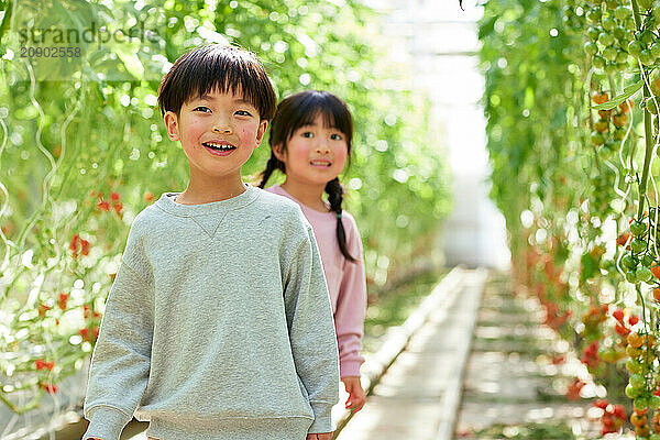 Asian kids in a tomato greenhouse