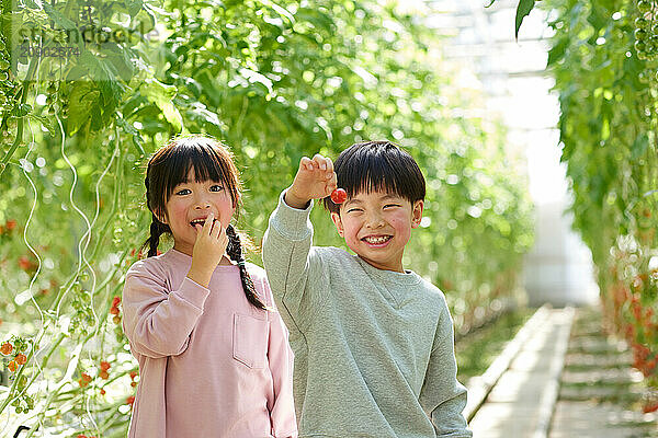 Asian kids in a tomato greenhouse