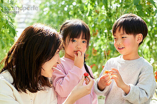 Asian family in a tomato greenhouse