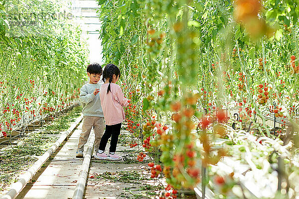 Asian kids in a tomato greenhouse