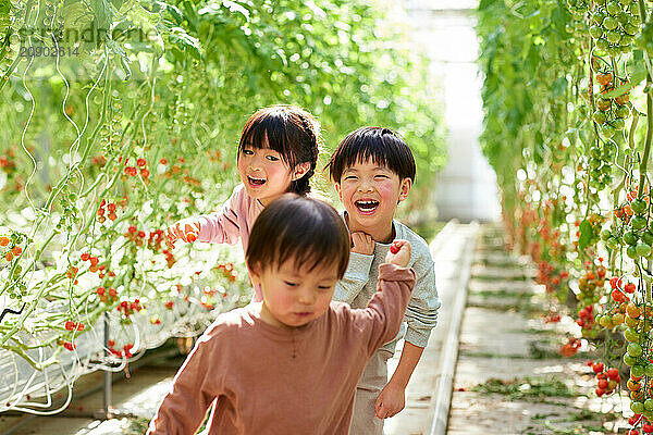 Asian kids in a tomato greenhouse