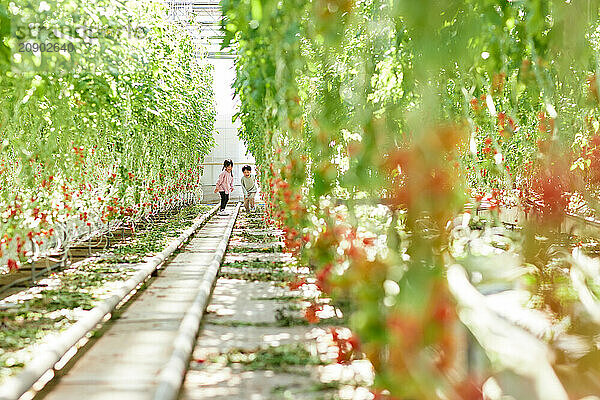 Asian kids in a tomato greenhouse