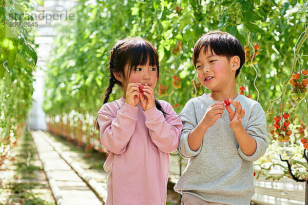 Asian kids in a tomato greenhouse