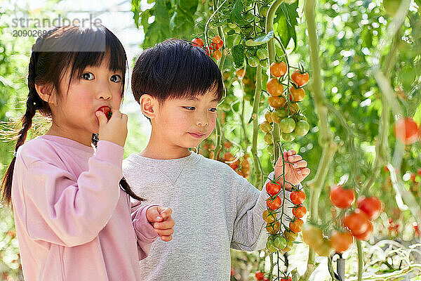 Asian kids in a tomato greenhouse