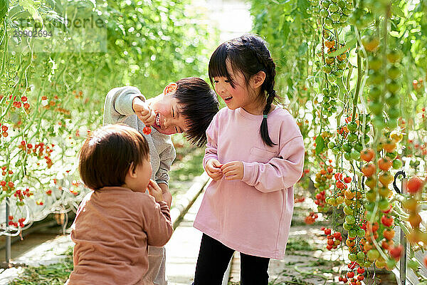 Asian kids in a tomato greenhouse