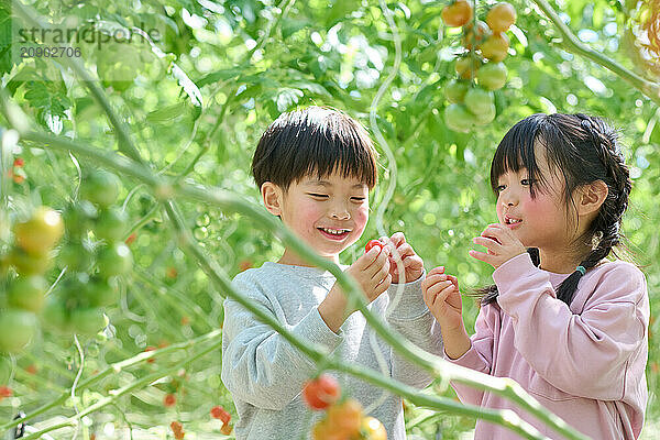 Asian children standing in a garden with tomatoes