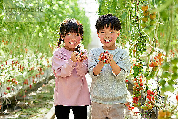 Asian kids in a tomato greenhouse