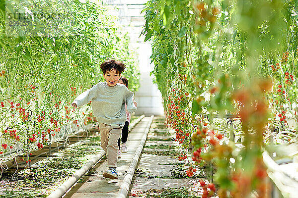 Asian kids in a tomato greenhouse