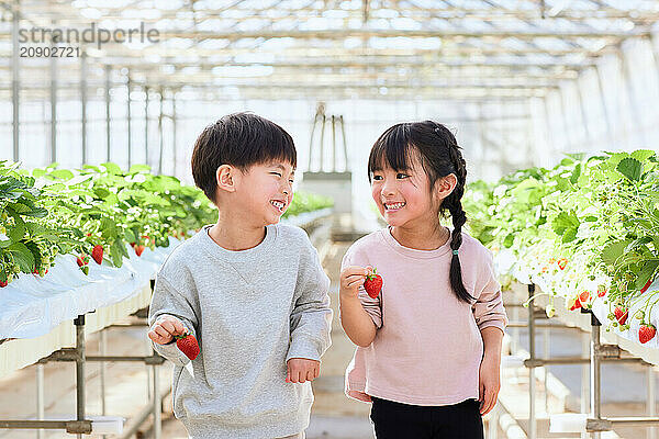 Asian children standing in a greenhouse holding strawberries