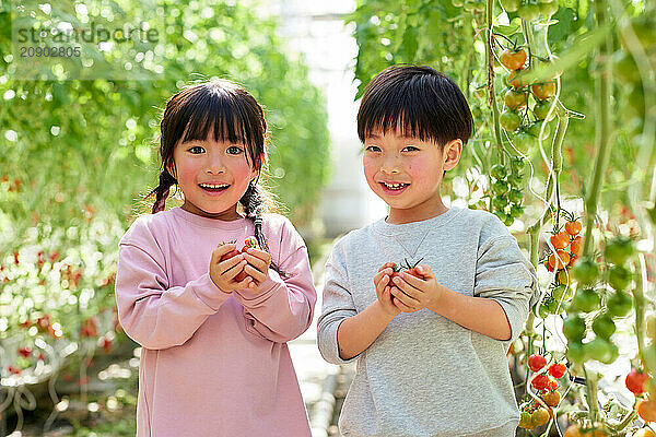 Asian kids in a tomato greenhouse