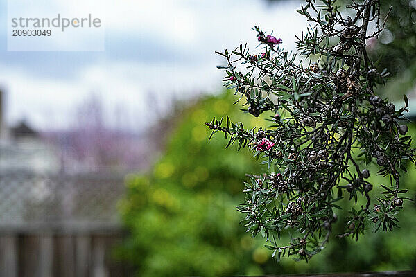 Close-up of a vibrant green shrub with delicate pink blossoms and tiny brown cones against a softly blurred garden background.