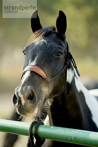 Black and white horse is looking over a green fence  wearing a holster