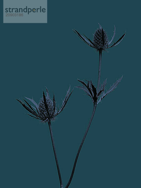 Silhouette of three delicate flowers against a teal background.