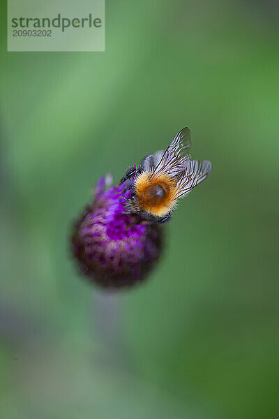 Bumblebee gathering pollen from a purple flower against a blurred green background.