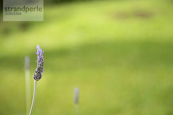 A single lavender flower stands in sharp focus against a soft green blurred background in a garden setting.