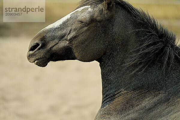 Close-up of a horse's profile with focus on its head and mane against a blurred background.