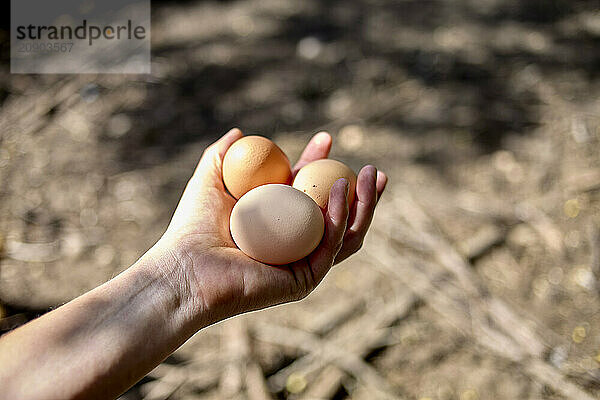 A close-up of a hand holding three fresh eggs with a natural blurred background.