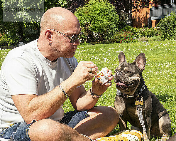 Bald man in sunglasses sitting on grass feeding a French Bulldog ice cream on a sunny day.